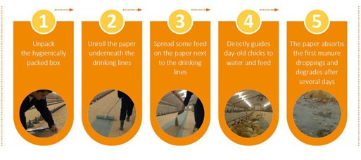 chick paper diagram